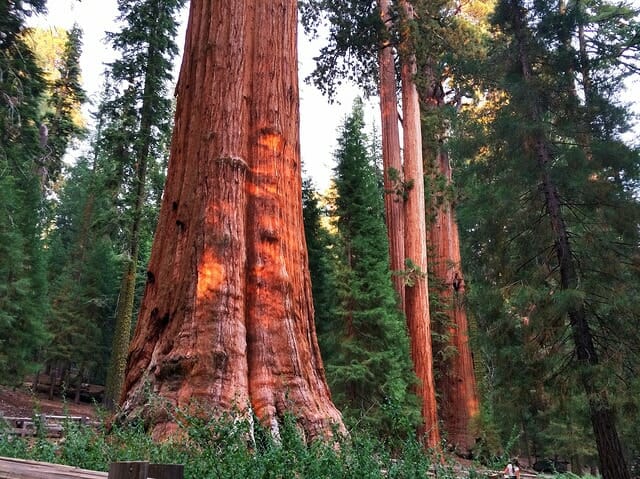 Sequoia National Park in California
