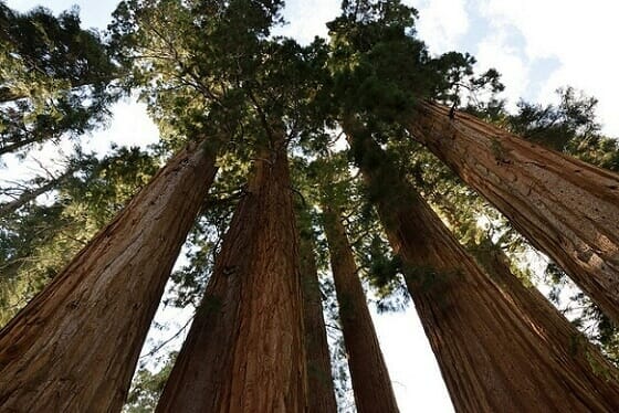 Some of the old giants at Sequoia National Park