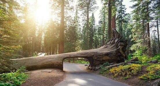 The Tunnel Log at Sequoia National Park