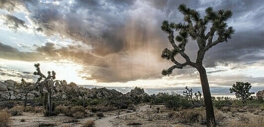 Joshua Tree National Park in California